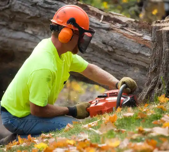 tree services Westwood